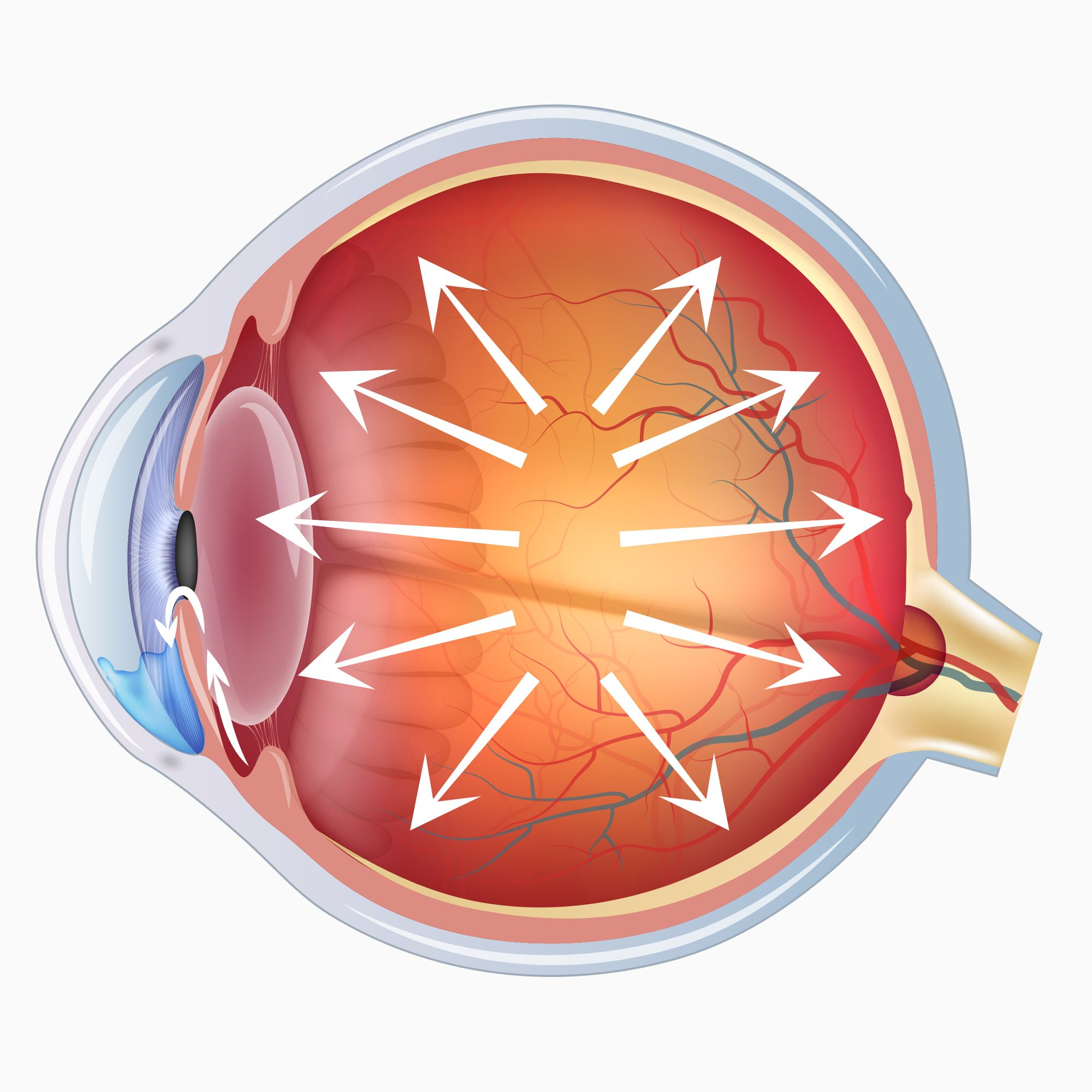 Cross-section of an eye with arrows illustrating the flow of fluid within the eye