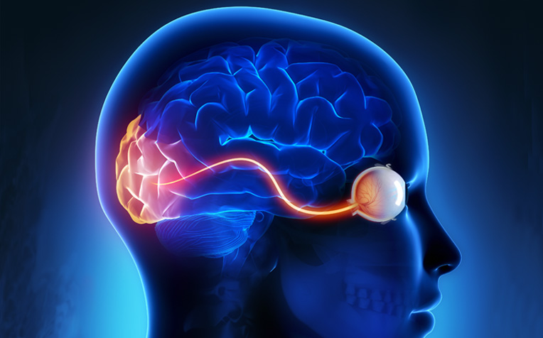 Medical illustration showing the visual pathway from the eye through the optic nerve to the brain