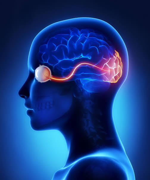 Medical illustration showing the optic nerve carrying visual signals from the eye to the brain