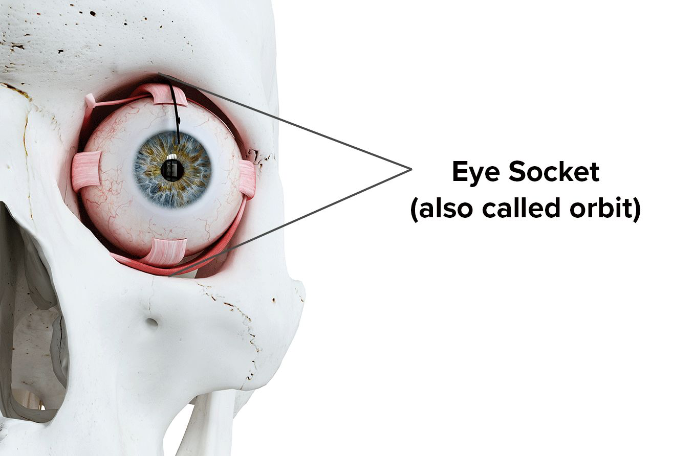 Anatomical illustration showing the eye within the bony eye socket, also called the orbit
