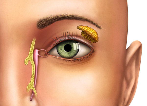 Medical illustration of the tear gland and tear-drainage passage beside the eye